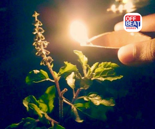 તુલસીના છોડને રાત્રે સ્પર્શ કરવો કે પાન તોડવા કેમ વર્જિત છે?