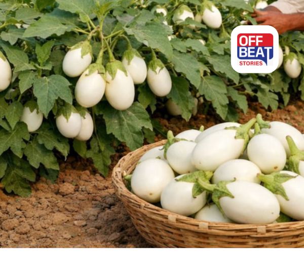 શિયાળામાં રીંગણ વાવો અને લાખો કમાઓ!