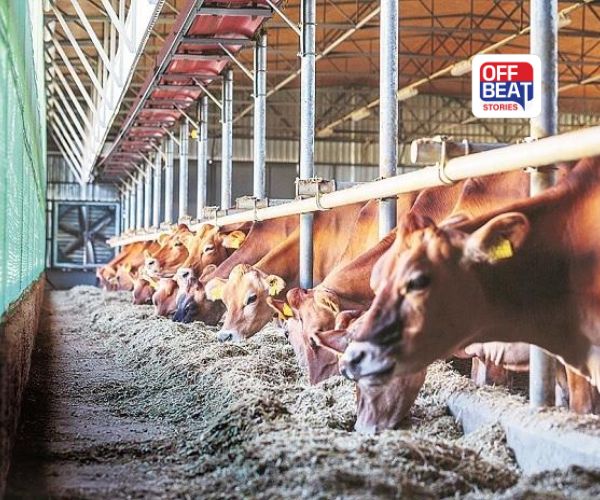 શિયાળામાં પશુઓ માટે સૂકા ચારાની અછત?