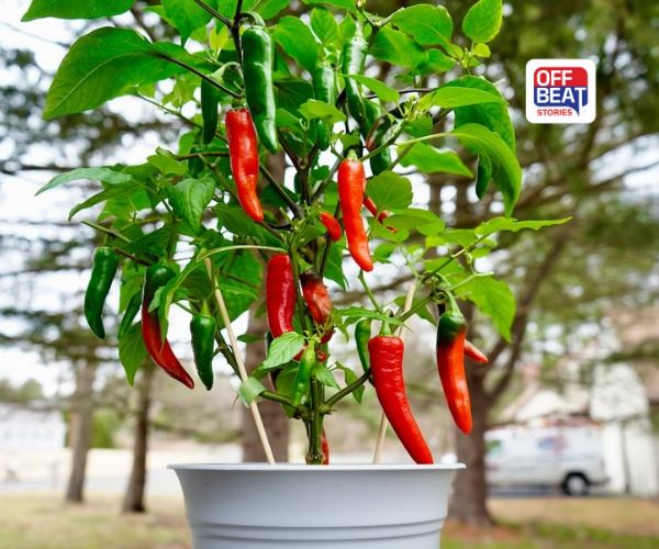 ઘરની બાલ્કની કે ગાર્ડનમાં ઉગાડો મરચા: જાણો બીજ પસંદગીથી લઈ લણણી અને સંગ્રહ સુધી તમામ પ્રક્રિયા