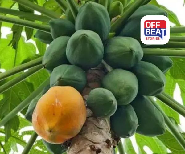 એક વાર વાવો, ત્રણ વર્ષ સુધી નોટોનો વરસાદ!