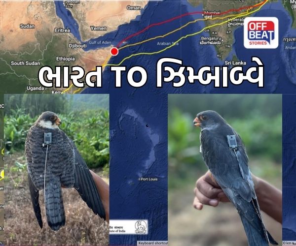 6 દિવસમાં 6,100 કિમી...