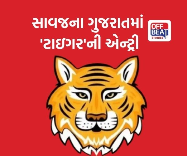 સિંહ, દીપડા અને વાઘ ધરાવતું એક માત્ર રાજ્ય બન્યું ગુજરાત!
