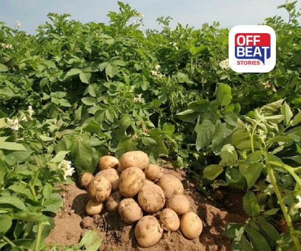 બટાકાની ખેતીમાં નવો મંત્ર