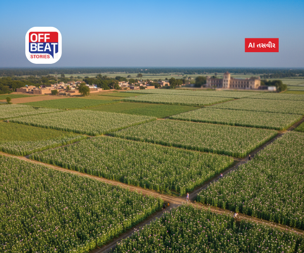 ભારતમાં કયા રાજ્યમાં થાય છે અફીણની ખેતી?