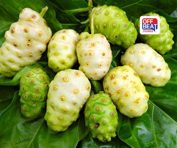 સ્વાસ્થ્ય માટે છે 'સંજીવની' છે આ દુર્લભ ફળ: સુગર અને કેન્સર જેવી ગંભીર બીમારીમાં કારગર; જાણો ફાયદા