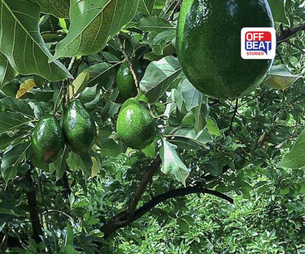 હવે  ઘરમાં પણ શક્ય છે આ વિદેશી ફળની ખેતી