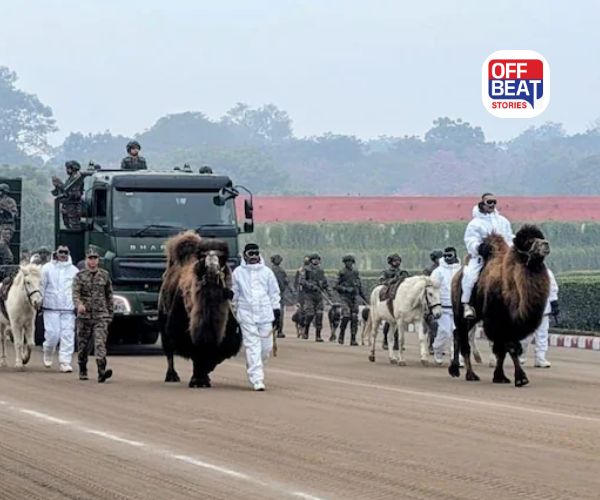 બેક્ટ્રિયન ઊંટ, કૂતરા, ઝાંસ્કાર ઘોડા...