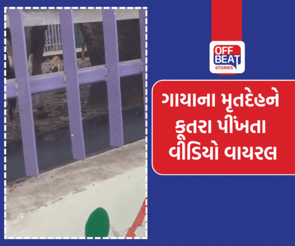 નવસારીમાં ગૌશાળામાં ગાયોના ટપોટપ મોત