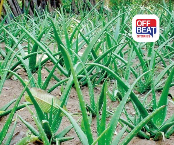 રેતાળ જમીનમાં પણ ઉગાડો સોનું