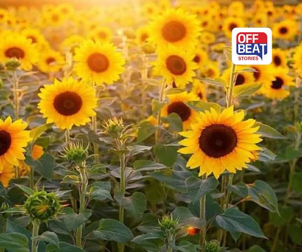 આ ફૂલની ખેતી ખેડૂતો માટે વરદાન બની