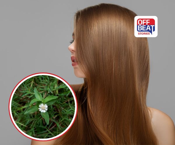 Natural Hair Care Tips: ઘરની આસપાસ ઊગતું આ 'જાદુઈ છોડ' અપાવશે સફેદ અને ખરતા વાળથી કાયમી છુટકારો!