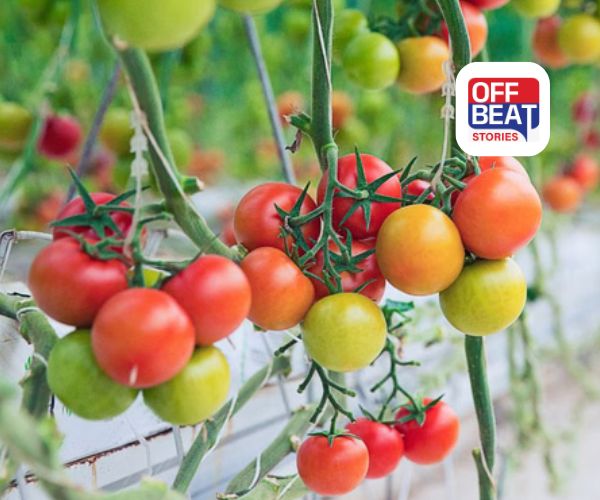 ટામેટાંની ખેતીથી બમ્પર કમાણી