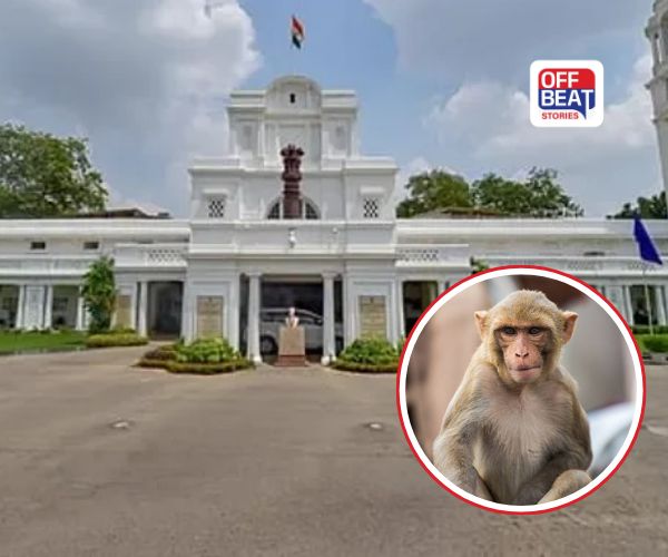 જો તમારી પાસે વાંદરાનો અવાજ કાઢવાનું ટેલેન્ટ છે તો તમારી નોકરી પાક્કી