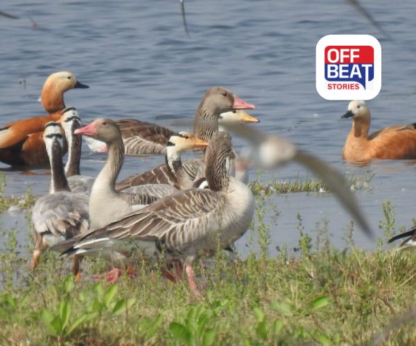 ગુજરાત બન્યું પક્ષીઓનું પસંદીદા રાજ્ય