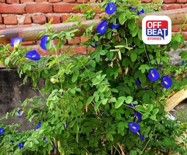 ઘરમાં લગાવો ચમત્કારિક અપરાજિતા છોડ