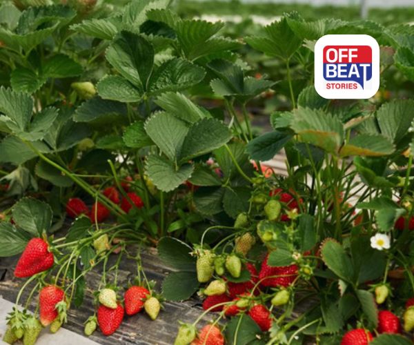 ખેડૂતો માટે સોનેરી તક!