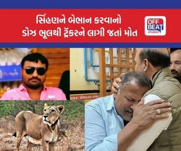 જુનાગઢમાં ભૂલથી સિંહણનો ડોઝ લાગી જતા વનકર્મીનું મોત