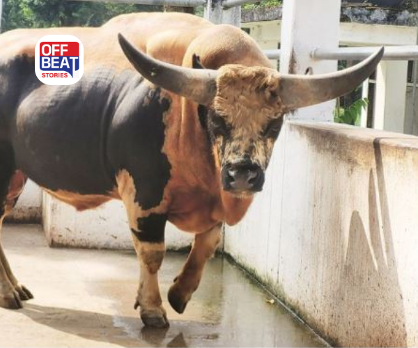 ગાય અને મિથુન વચ્ચે શું છે તફાવત?