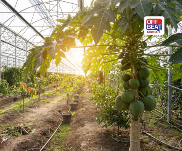 ખેડૂતો માટે માલામાલ થવાનો સુવર્ણ અવસર