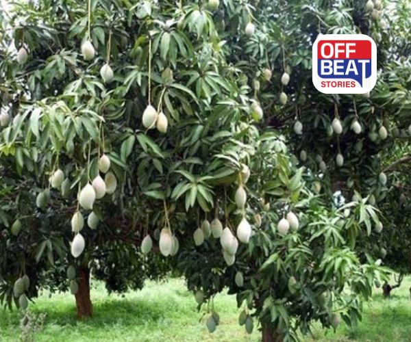 કેરીની ખેતીથી બનો કરોડપતિ!