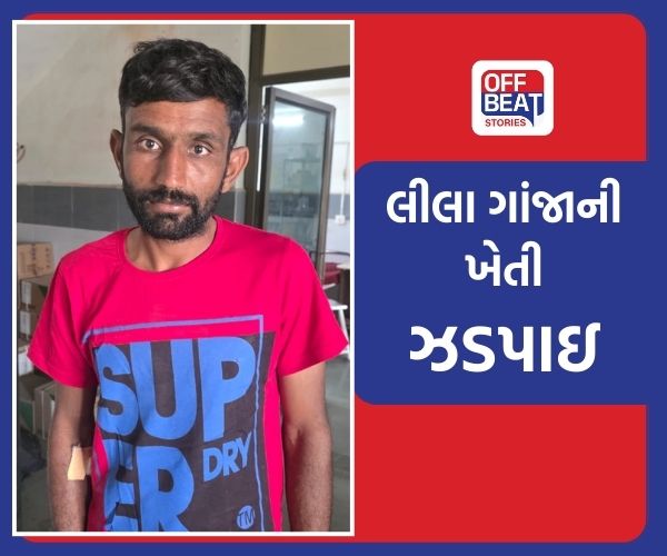 સુરેન્દ્રનગરમાંથી ઝડપાયું ગાંજાનું વાવેતર!