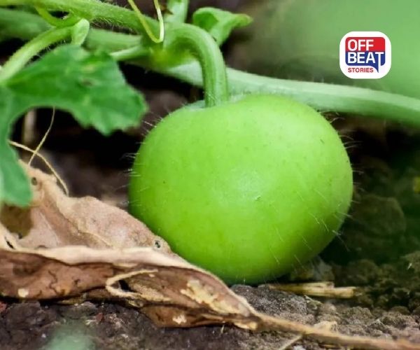 દેશી ટીંડાની ખેતીથી લાખોની કમાણી