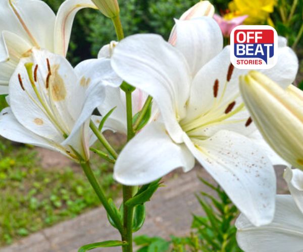 60 દિવસમાં લાખોની કમાણી!