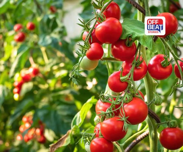 આધુનિક ટેકનિકથી કરો ટામેટાની ખેતી