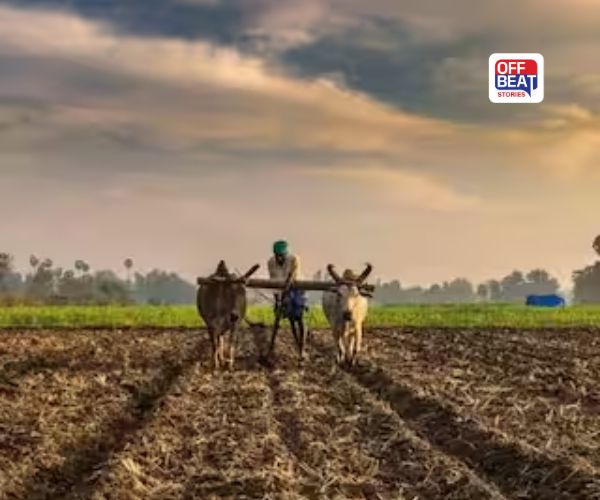 સુખનો સૂરજ ઉગાડી દેશે આ શાકભાજીની ખેતી