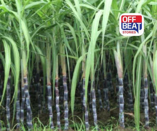 શેરડીની ખેતીથી ભરાઈ જશે ઘરનો ખજાનો!