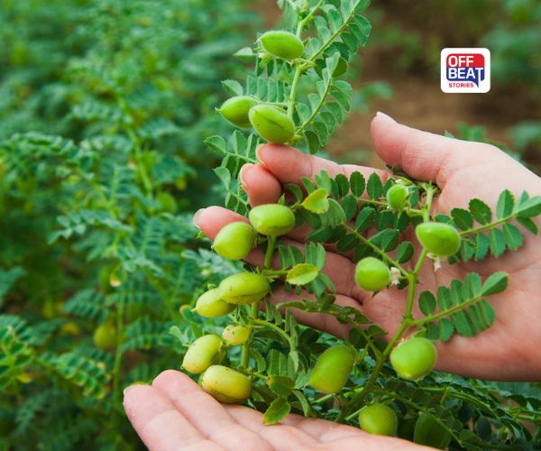 પરંપરાગત ખેતીને કહો અલવિદા!