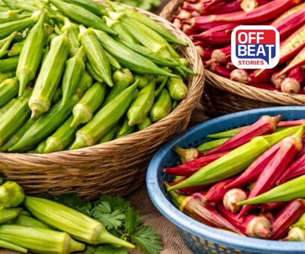 ભીંડા બનશે સોનાની ખાણ!