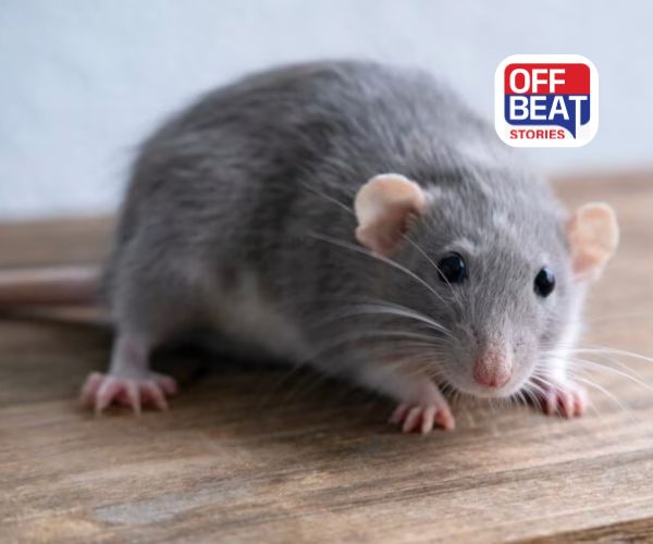 ઘરમાં ઉંદરનો ત્રાસ?