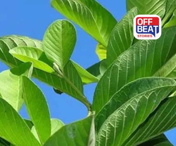 જામફળના પાંદડા છે ગુણોનો ખજાનો: ડાયાબિટીસથી લઈને પેટ સુધીની સમસ્યાઓમાં રામબાણ, જાણો અદ્ભુત ફાયદા!