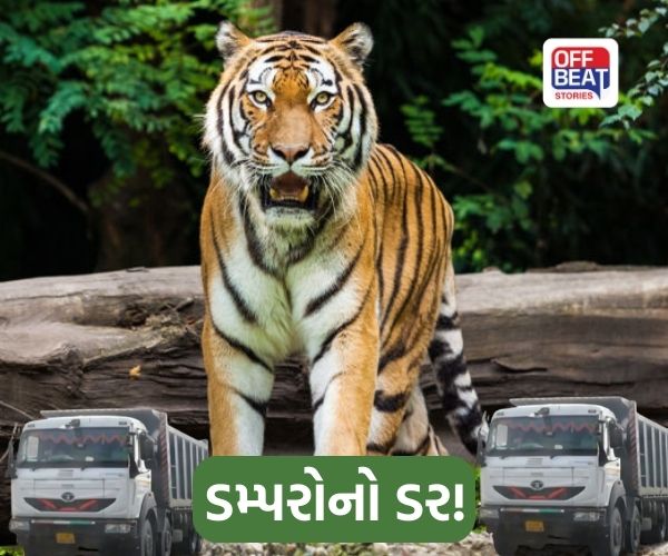 છોટાઉદેપુર–દાહોદના જંગલોમાં વાઘના વસવાટ પર 'ખતરો'!