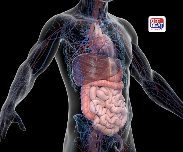 શું તમે જાણો છો કે, આ 7 અંગો વગર પણ જીવિત રહી છે મનુષ્ય?: આ એક ઓર્ગન અંગ વિશે જાણીને તો ચોકીં જશો