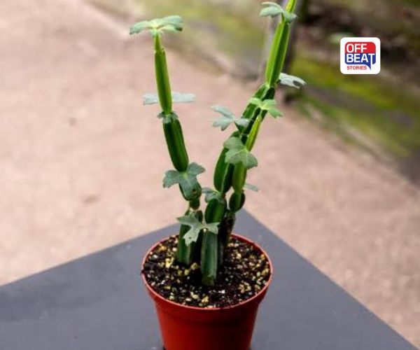 Health Tips: ભાંગેલા-તૂટેલા હાડકાંને ફેવિકોલની જેમ જોડે છે આ છોડ, બહાર નીકળતા પેટને પણ કરી દેશે  અંદર!