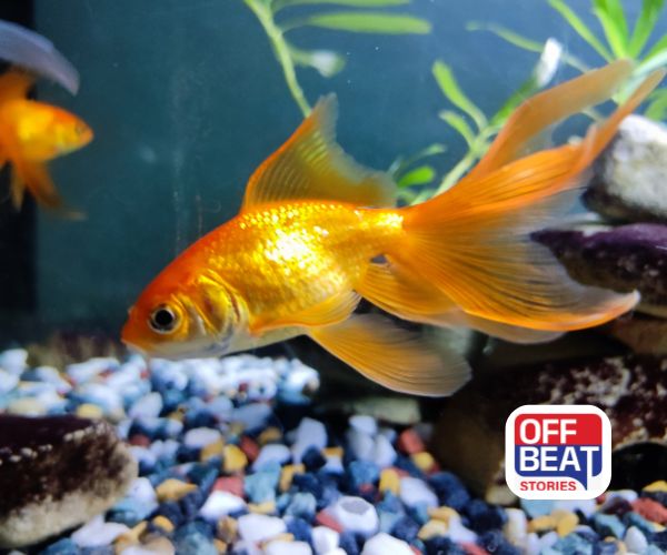 સોનેરી માછલીથી ઘરમાં આવશે પૈસાનો વરસાદ!