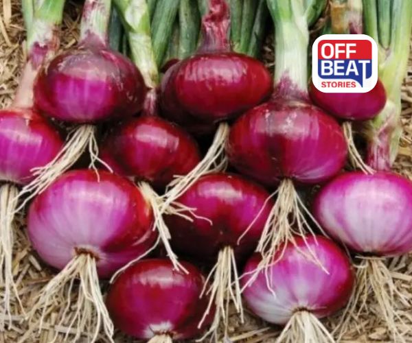 ડુંગળી ખેડૂતો માટે ખુશખબર!