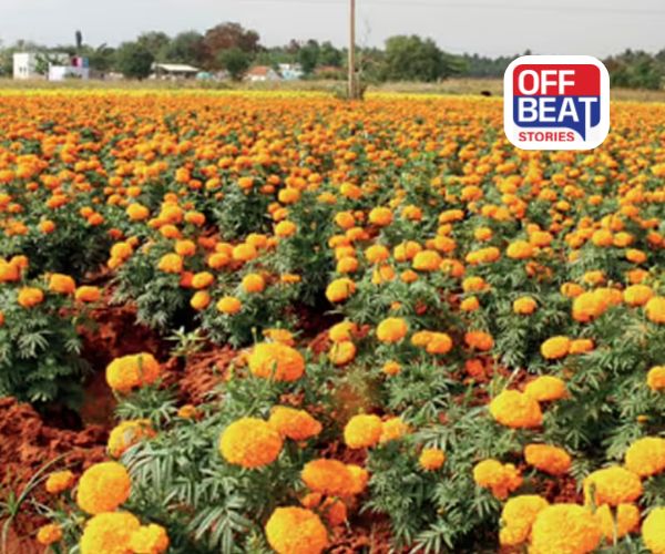 ગલગોટાની ખેતી બનશે ખેડૂતો માટે સોનું