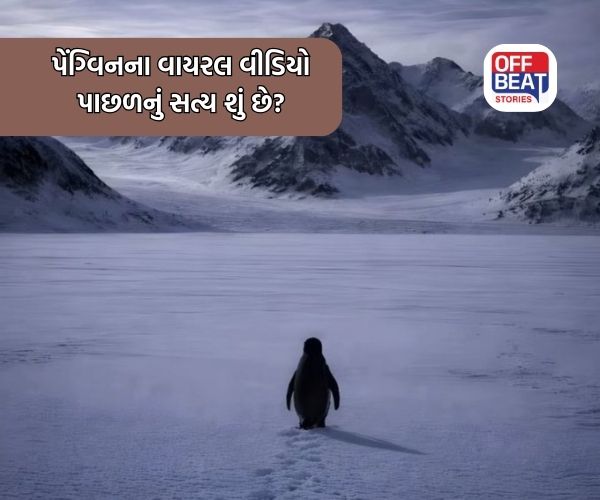 Penguin Viral Video; આ વાયરલ 'પેંગ્વિન વીડિયો' પાછળનું સત્ય શું છે?