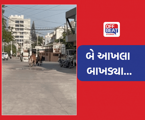 વેરાવળમાં આખલાઓનું યુદ્ધ!