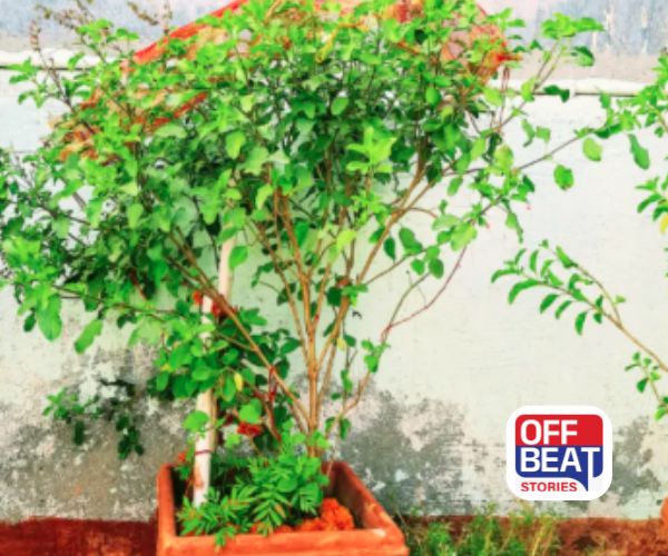 તુલસીનો છોડ સુકાઈ રહ્યો છે?: આ 4 ઘરેલુ ખાતર નાખો, અઠવાડિયામાં થઈ જશે લીલોછમ!