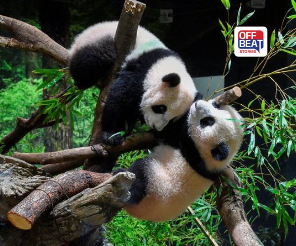 ચીને જાપાન પાસેથી પાછા માંગ્યા જોડિયા પાંડા