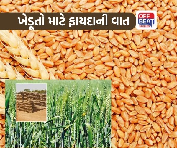 રવિ સીઝન 2026-27 અંતર્ગત સરકાર ટેકાના ભાવે ઘઉંની ખરીદી કરશે