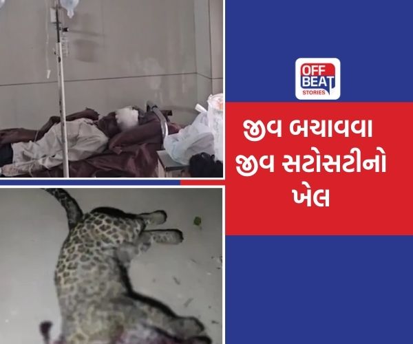 ઉનામાં પિતાએ પુત્રનો જીવ બચાવવા દીપડા સાથે ભીડી બાથ