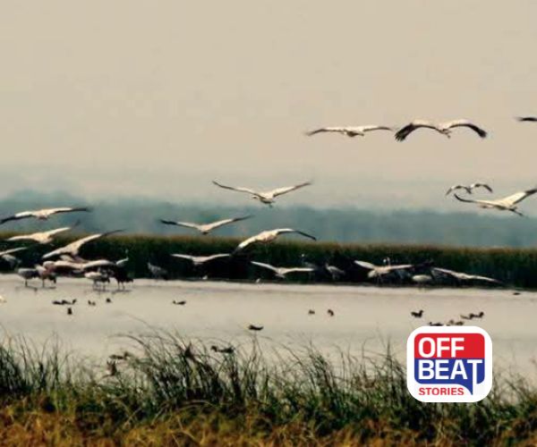 પોરબંદરમાં યોજાશે 8મો આંતરરાષ્ટ્રીય 'વેટલેન્ડ સેમિનાર'