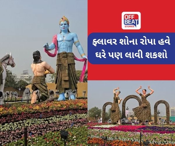અમદાવાદમાં ફ્લાવર શોમાં નિહાળેલા રોપા હવે ખરીદી શકશો