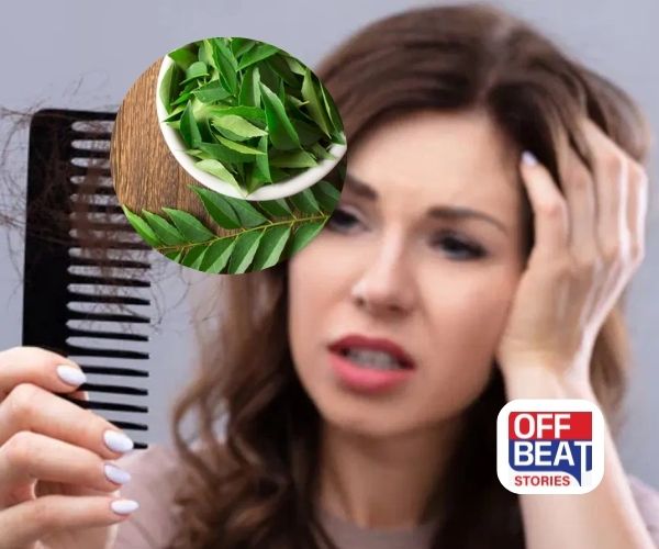 ખરતા વાળથી તૂટી રહ્યો છે આત્મવિશ્વાસ?: કઢી પત્તા છે અમૃત સમાન, આ રીતે કરો ઉપયોગ, ખરતા વાળ અને ખોડાને કહો અલવિદા!